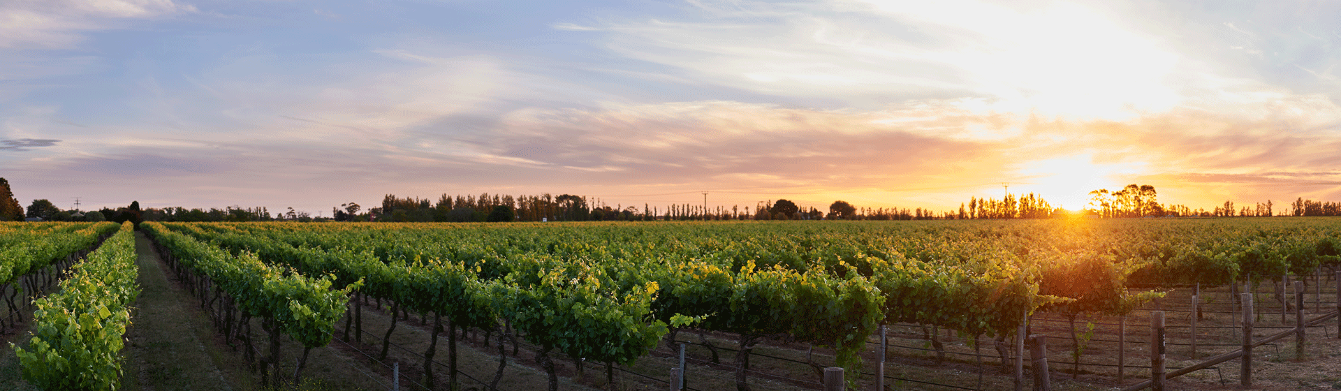 Penfolds