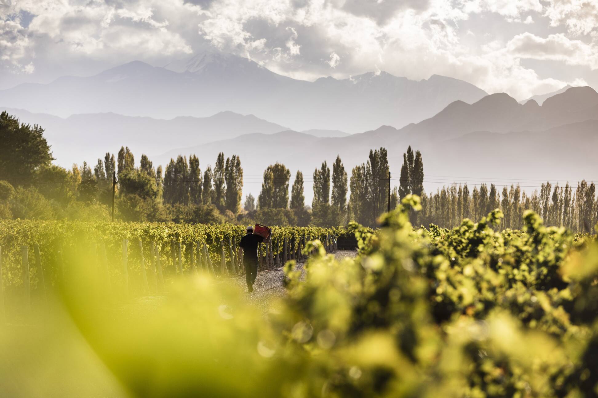 Terrazas de los Andes